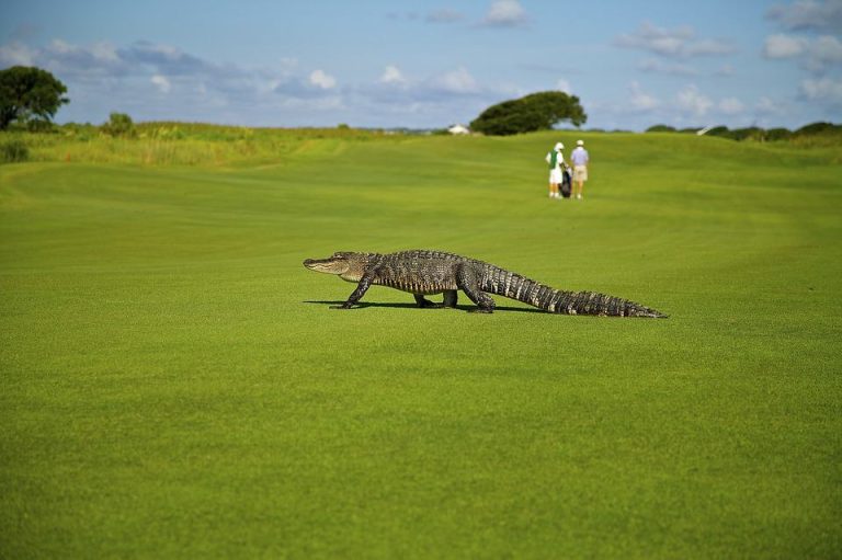 alligator on florida golf course